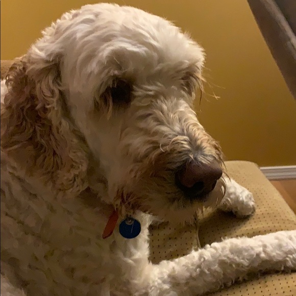 Meet your Posher, Olivia - Picture 1 of 1